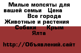 Милые мопсяты для вашей семьи › Цена ­ 20 000 - Все города Животные и растения » Собаки   . Крым,Ялта